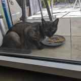 Picture of cat found at Lyon