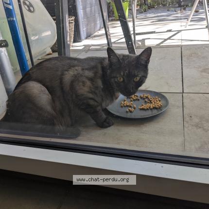 Photo 1/1 Found cat Found in Lyon