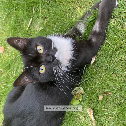 Foto 1/1 Kat teruggevonden Vermist in Bruxelles