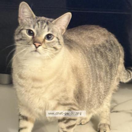 Photo 1/1 Tom Chat lost in Villeparisis