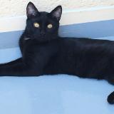 Picture of cat lost at Toulouse