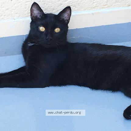 Photo 1/1 Mimi Chat lost in Toulouse