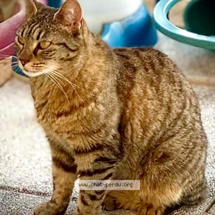 Photo 1/1 Noisette Chat lost in Allauch