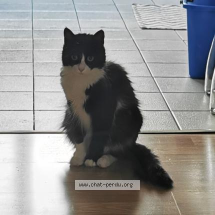 Photo 1/1 caramel Chat lost in Lyon