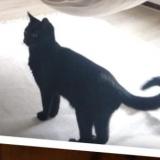 Picture of cat lost at Cassis