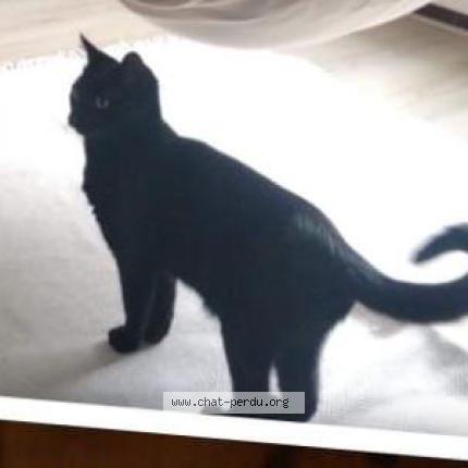 Photo 1/1 Valstar Chat lost in Cassis