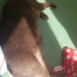 Picture of cat lost at Campagne