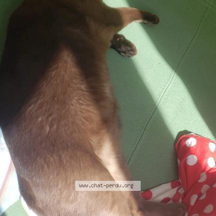 Photo 1/1 Archie Chat lost in Campagne