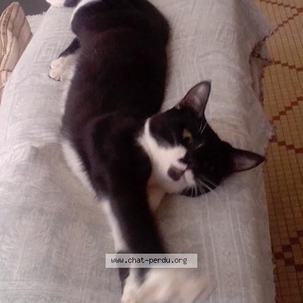 Photo 1/1 Utopia Chat lost in Roissy en brie