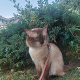 Picture of cat lost at Jouy Aux Arches