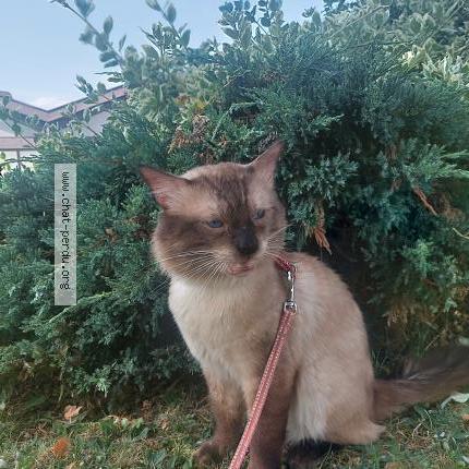 Photo 1/2 Carlo Chat lost in Jouy aux arches