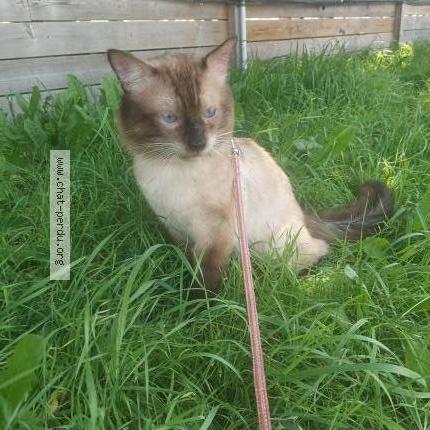 Photo 2/2 Carlo Chat lost in Jouy aux arches