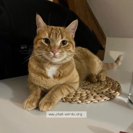 Photo 1/1 Mimou Chat lost in Pontarlier