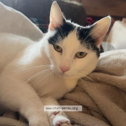 Photo 1/1 Moustique Chat lost in Sanguinet