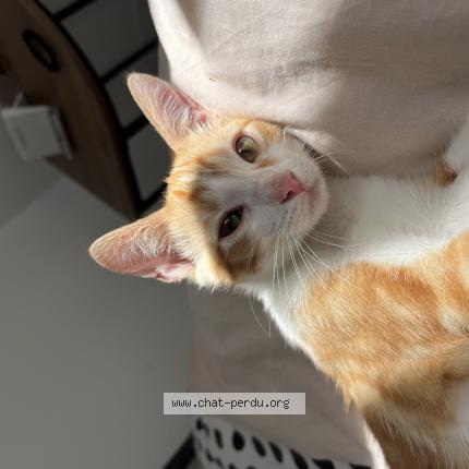 Photo 1/1 Zorro Chat lost in Brain sur l authion