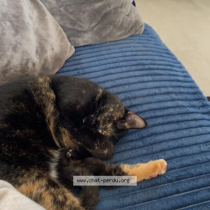 Photo 1/1 Ninouche Chat lost in Attignat