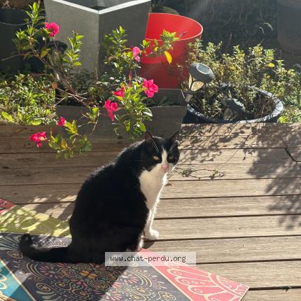 Photo 1/1 Minnie Chat lost in Aix en provence