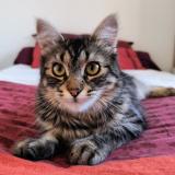 Picture of cat lost at Guilers