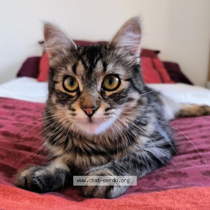 Photo 1/1 Pistache Chat lost in Guilers