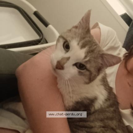 Photo 1/1 Orion Chat lost in Mouen