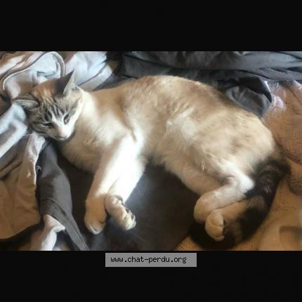 Photo 1/1 Gaya Chat lost in Bordeaux