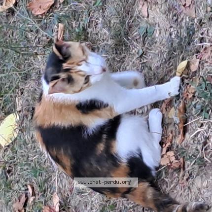 Photo 1/1 Cat reunited Lost in Villeurbanne