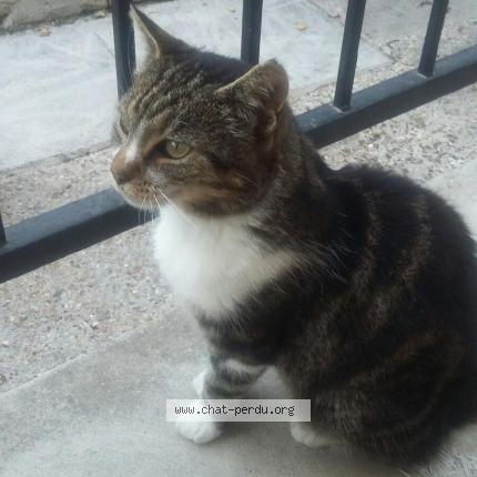 Photo 1/1 Cat reunited Found in Saulx les chartreux