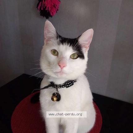 Photo 1/1 fifou Chat lost in Isbergues