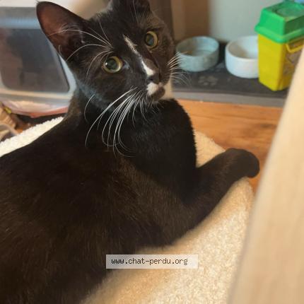 Photo 1/1 Félix Chat lost in Bucamps