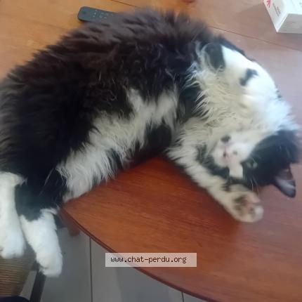 Photo 1/1 Speedy Chat lost in Montmorot