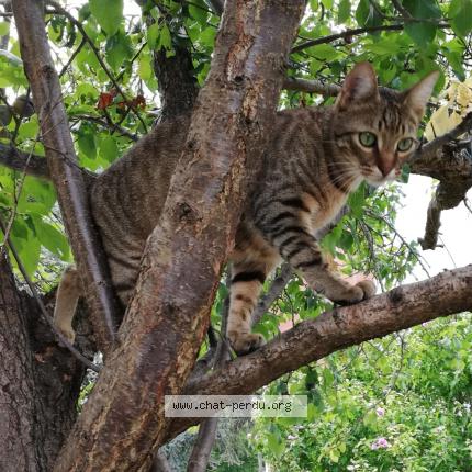 Photo 1/1 P'tit chat Chat lost in La frette sur seine