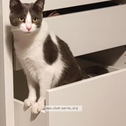 Photo 1/1 Cat reunited Lost in Nantes