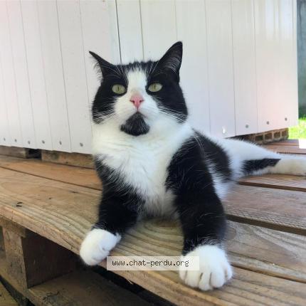 Photo 1/1 Oly Chat lost in Neydens