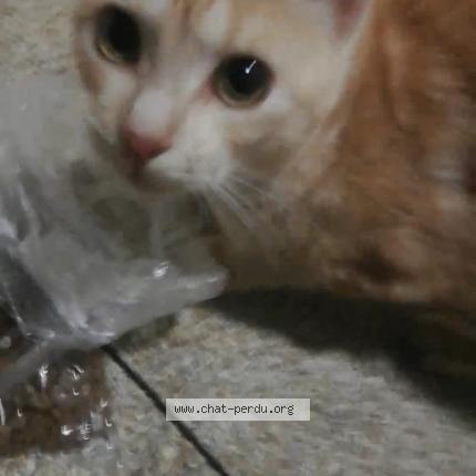 Photo 1/1 Found cat Found in Biuaye