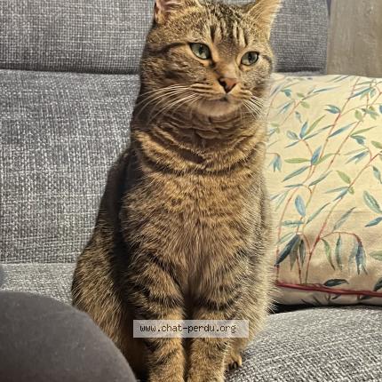 Photo 1/1 Plume Chat lost in Champagne