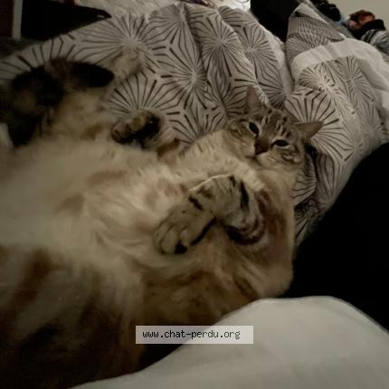 Photo 1/1 Loki Chat lost in Livron sur drome