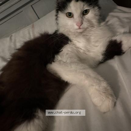 Photo 1/1 Chipie Chat lost in Cognin