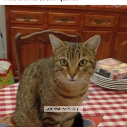 Photo 1/1 Romy Chat lost in Saint quentin