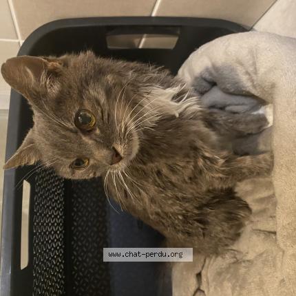 Photo 1/1 Found cat Found in Change