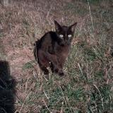 Picture of cat found at Alencon