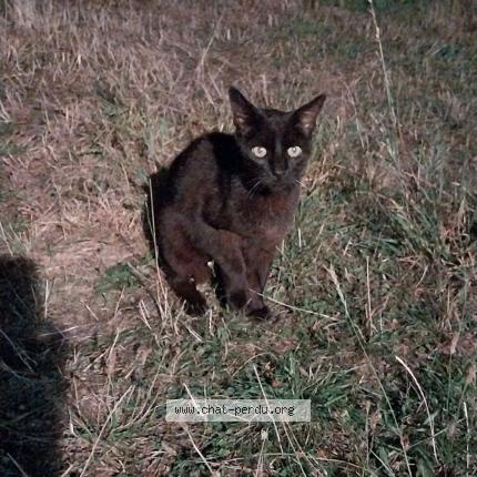 Photo 1/1 Found cat Found in Alencon