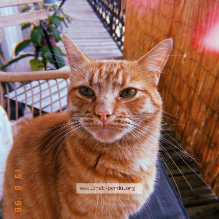 Photo 1/1 Maurice Chat lost in Violaines