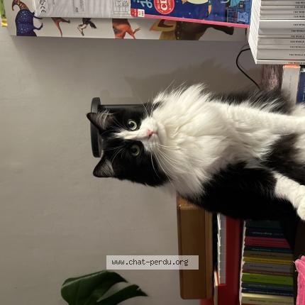 Photo 1/1 Mouche Chat lost in Uccle