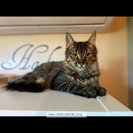 Photo 1/3 Pyla Chat lost in Mios