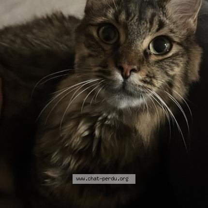 Photo 2/3 Pyla Chat lost in Mios