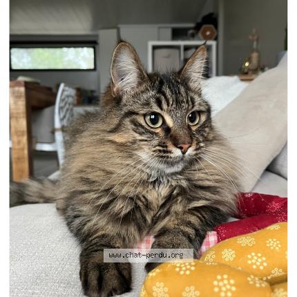 Photo 3/3 Pyla Chat lost in Mios