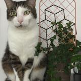 Picture of cat lost at Brest