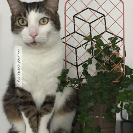 Photo 1/1 Machin Chat lost in Brest