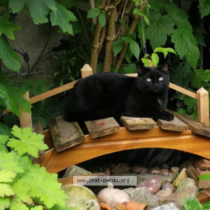 Foto 1/1 Kat teruggevonden Vermist in Jette