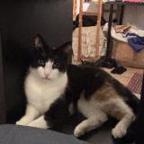 Picture of cat lost at Saint Jean Molenbeek